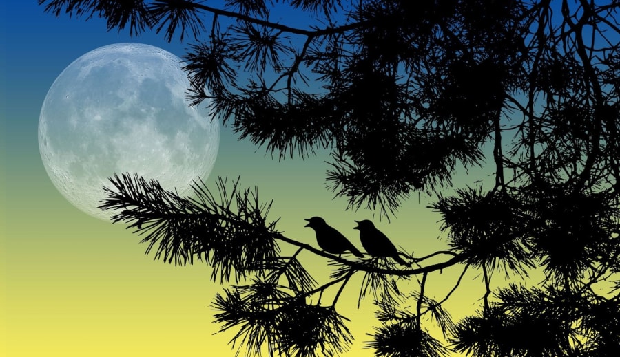 Magiska ritualer i tallskogen